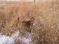 Brophy’s Molly McLucky Charm AKC SN595774/02 - 3