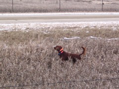 Brophy’s Molly McLucky Charm AKC SN595774/02 - 4